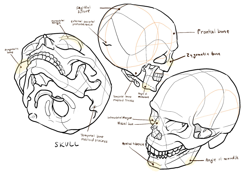 skull diagrams